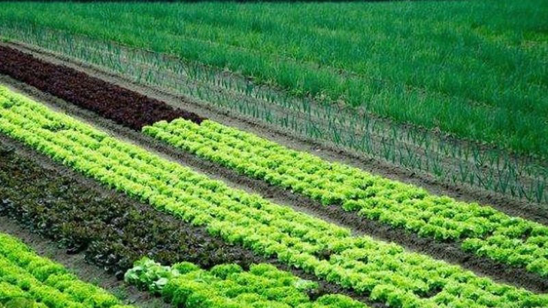 果树种植：从栽植到修剪，掌握关键流程**