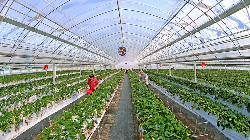 果蔬配送公司定制方案：揭秘定制背后的逻辑与价值