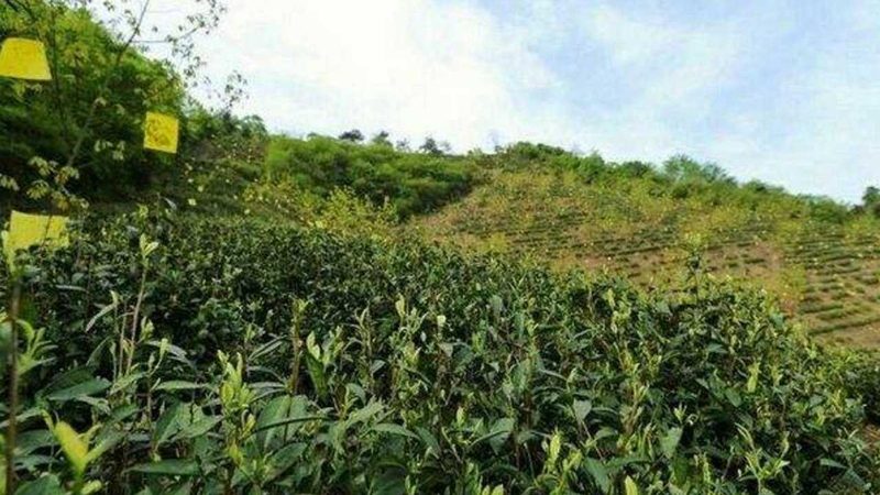 全国蔬菜批发市场供应商电话：如何找到可靠的合作伙伴**