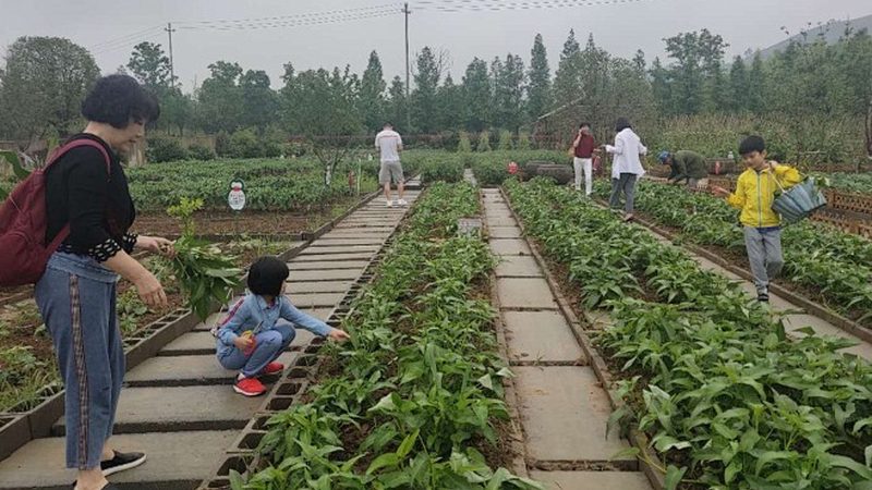 反季节水果，如何安全高效种植？**