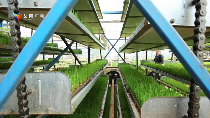 阳台上的田园梦：家庭阳台种植技术解析**
