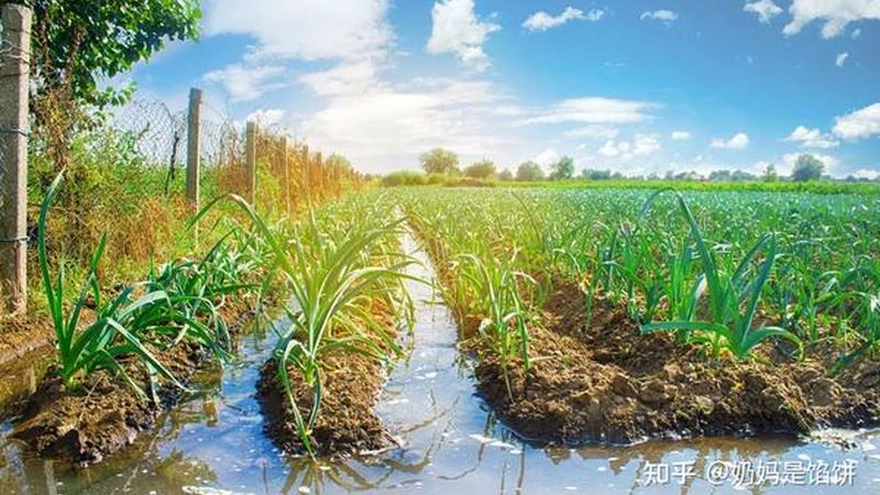 阳台水果盆栽，如何搭配出丰收美景？**